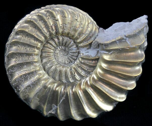 Pyritized Pleuroceras Ammonite - Germany #60269